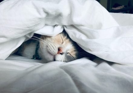 Low energy - sleeping cat